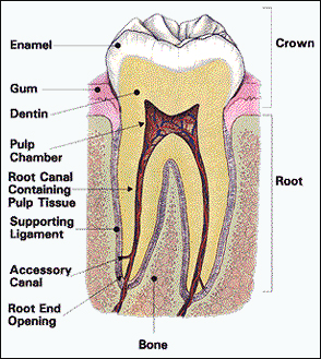 Oakville Dentist